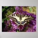 Search for swallowtail butterfly posters Insect