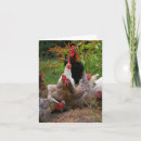 Search for poultry cards Birds