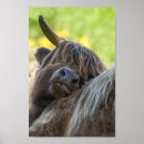 Search for highland cow posters Horns