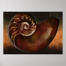 Search for fibonacci spiral art Nautilus
