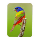 Search for males magnets Colour