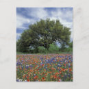 Search for marble postcards Wildflower