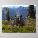 Search for marmots Mountain