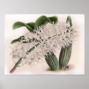 Search for dendrobium Vintage