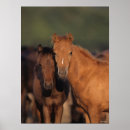 Search for standing together posters Foals