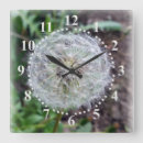 Search for dandelion clocks Green