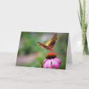 Search for cloak Mourning cloak butterfly