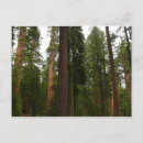 Search for mariposa postcards Tree
