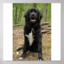 Search for newfies art Puppy