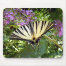 Search for swallowtail butterfly electronics Bug