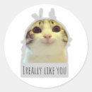 Search for cat meme stickers Funny