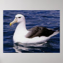 Search for albatross art Sea