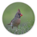 Search for bird knobs and pulls Drawer