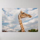 Search for funny giraffe posters Curious