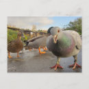 Search for wild bird postcards Photograph