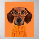 Search for doxies posters Animal