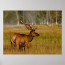 Search for cervus posters Yellowstone national park