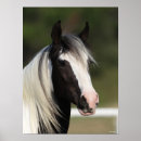 Search for gypsy vanner horses posters Headshot