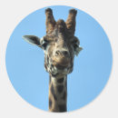 Search for funny giraffes stickers Wild