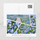 Search for blue eyes postcards Flower