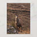 Search for red wood postcards Deer