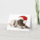 Search for german shorthaired postcards Beautiful