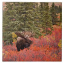 Search for moose tiles Alaska