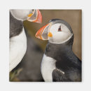 Search for puffins magnets Black