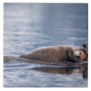 Search for sound tiles North america