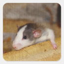 Search for cute rat stickers Mouse