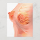 Search for duct postcards Reproductive system