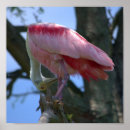 Search for roseate spoonbill posters Bird
