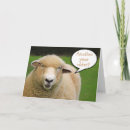 Search for white sheep cards Ewe