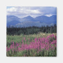 Search for fireweed magnets Wildflower
