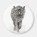 Search for black wolf magnets Wildlife