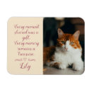 Search for sympathy magnets Cat