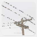 Search for wires stickers Birds