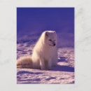 Search for fox postcards Photograph