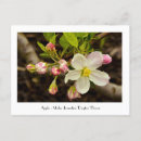 Search for malu Flowers