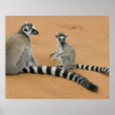 Search for ring tailed posters Endangered