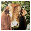 Search for bull tiles Cattle