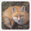 Search for vulpes stickers Red fox