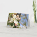 Search for apple tree blossoms cards Photography