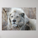 Search for lion lover posters African