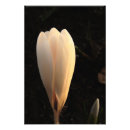 Search for crocus art Bloom