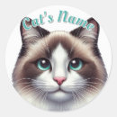 Search for ragdoll cats stickers Kitten