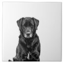 Search for labrador tiles Animals
