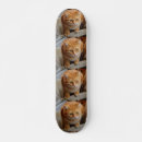 Search for dog skateboards pet