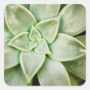 Search for succulent stickers Flower