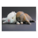 Search for dwarfs photography Pets